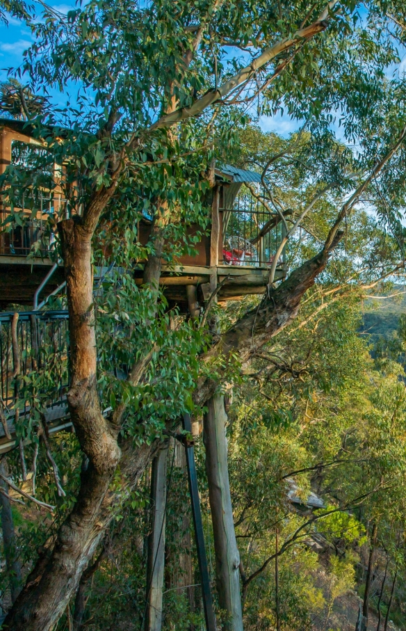 Wollemi Forest, Blue Mountains, New South Wales © Wollemi Cabins