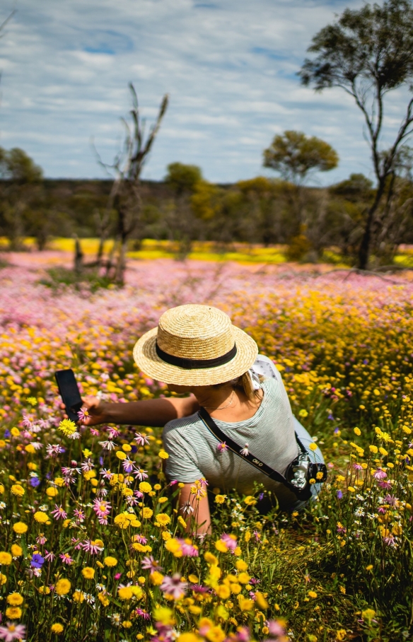 Wildblumen, Coalseam Conservation Park © Tourism Western Australia