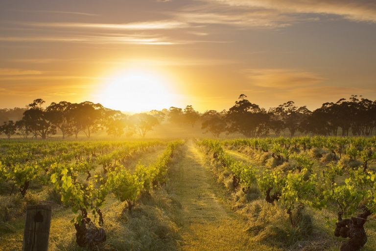 Henschke, Mount Edelstone Vineyard, Barossa Valley, Südaustralien © Henschke and Co.