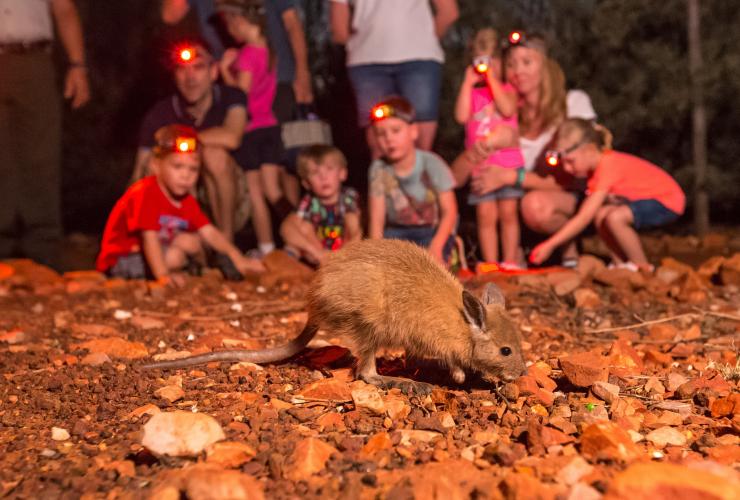 Nächtliche Tour im Alice Springs Desert Park, Alice Springs, Northern Territory © Alice Springs Desert Park