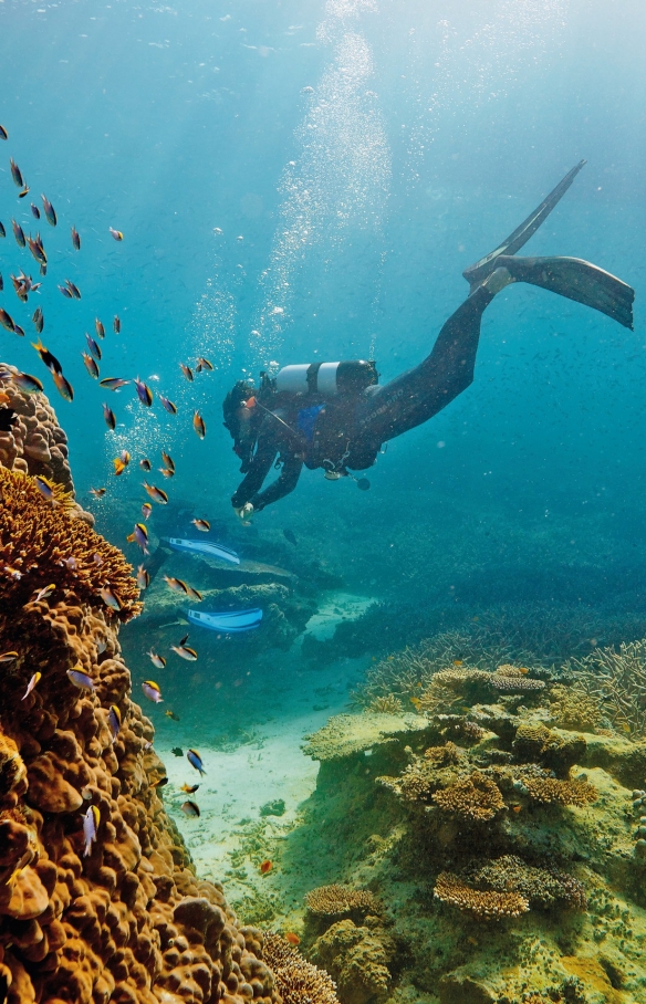 Great Barrier Reef, Heron Island, Queensland © Paul Giggle, Tourism and Events Queensland