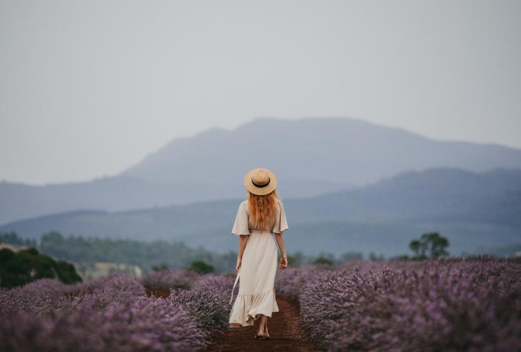 Bridestowe Lavender Estate, außerhalb von Launceston, Tasmanien © Jarrad Seng Bridestowe Lavender Estate, außerhalb von Launceston, Tasmanien © Jarrad Seng