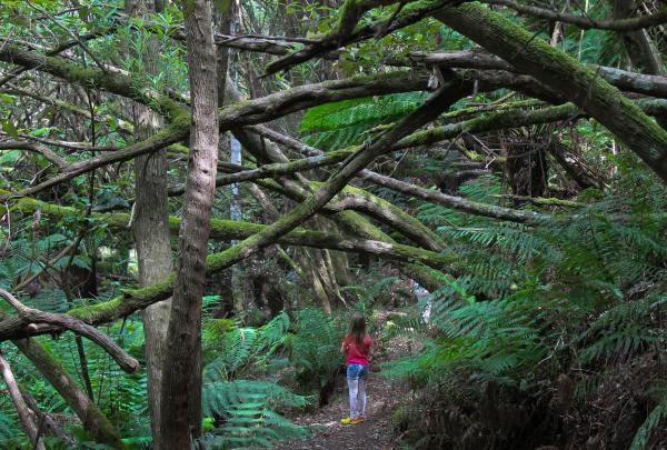 Myrtle Gully Track am Mount Wellington/kunanyi, Tasmanien © Tourism Tasmania & Kathryn Leahy