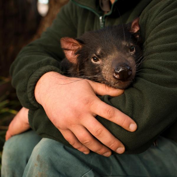 Tasmanischer Teufel im Bonorong Wildlife Park in Brighton, Tasmanien © Joe McNally Photography