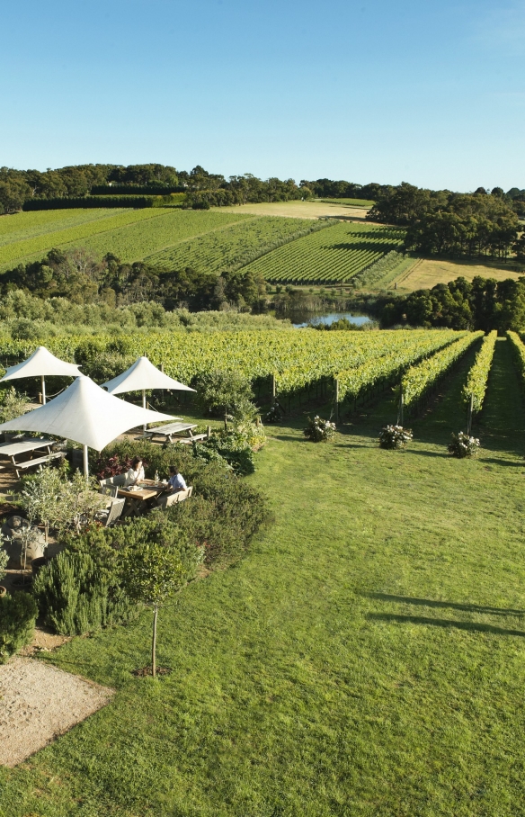 Montalto Vineyard & Olive Grove, Red Hill South, Victoria © Robyn Lea/Brand Victoria