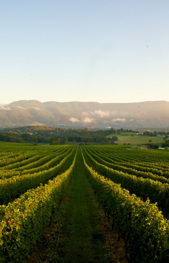 Bulong Estate Winery, Yarra Valley, Victoria © Tourism Victoria