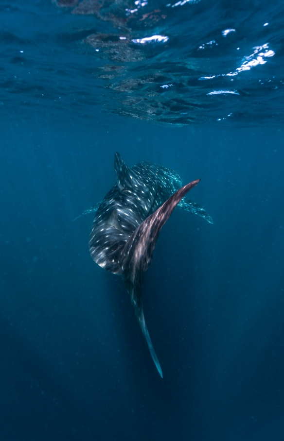 Am Ningaloo Reef mit Walhaien schwimmen © Tourism Western Australia