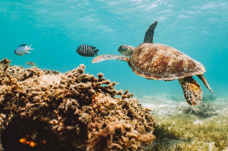 Lizard Island, Great Barrier Reef, Queensland © Tourism Australia