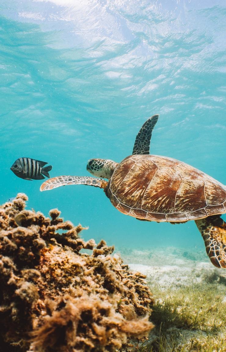 Lizard Island, Great Barrier Reef, Queensland © Tourism Australia