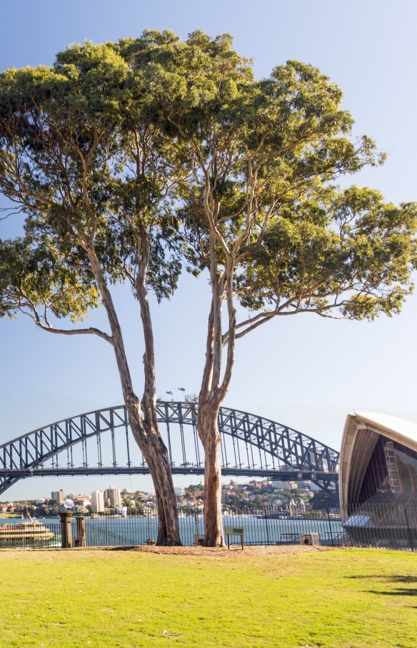 Royal Botanic Garden, Sydney, New South Wales © Steve Back, Destination New South Wales