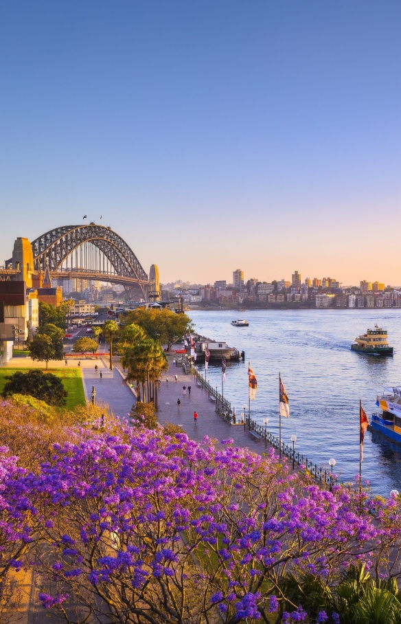 Jacarandas und Sydney Harbour bei Sonnenuntergang, Sydney, New South Wales © Destination NSW