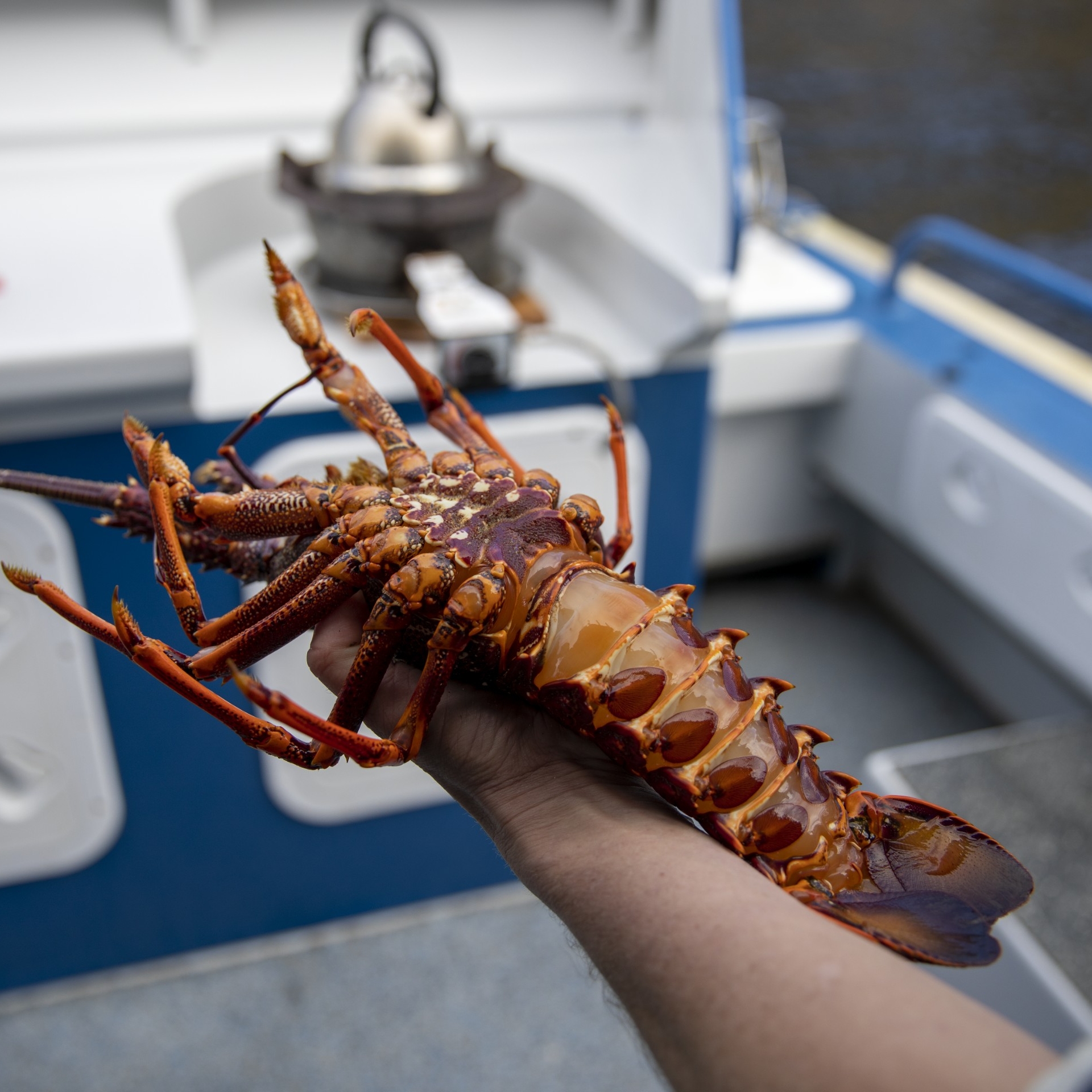 Seafood Seduction, Bruny Island, Tasmanien © Tourism Australia