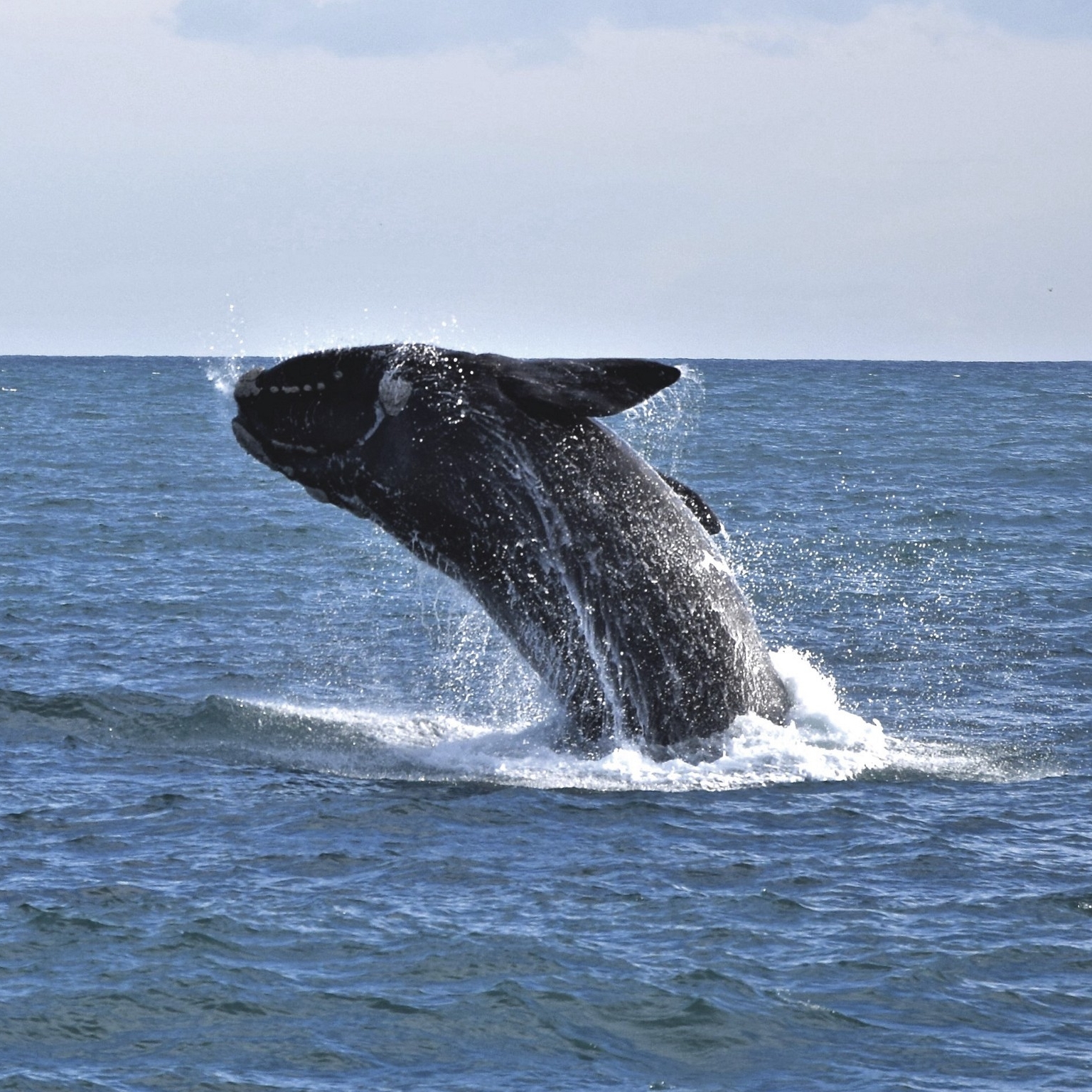 Südlicher Glattwal, der vor Phillip Island durch die Wasseroberfläche bricht © John McFee/Wildlife Coast Cruises