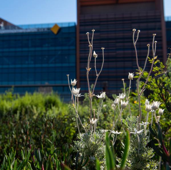 Einheimische Pflanzen, die im Yerrabingin Rooftop Garden in Sydney wachsen © Yerrabingin Rooftop Garden