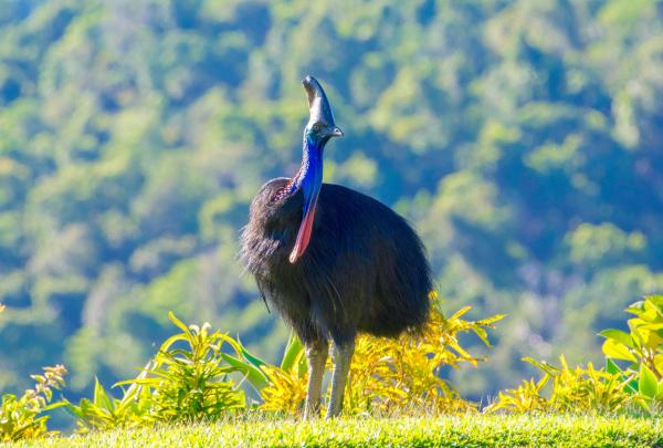 Cassowary, FNQ Nature Tours, Daintree, Queensland © FNQ Nature Tours