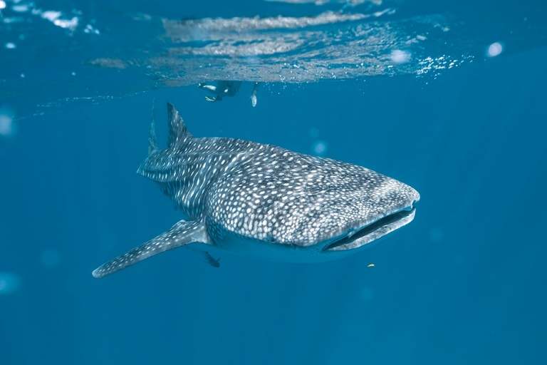 Im Meer in der Nähe von Exmouth, Westaustralien, mit Walhaien schwimmen © Tourism Australia