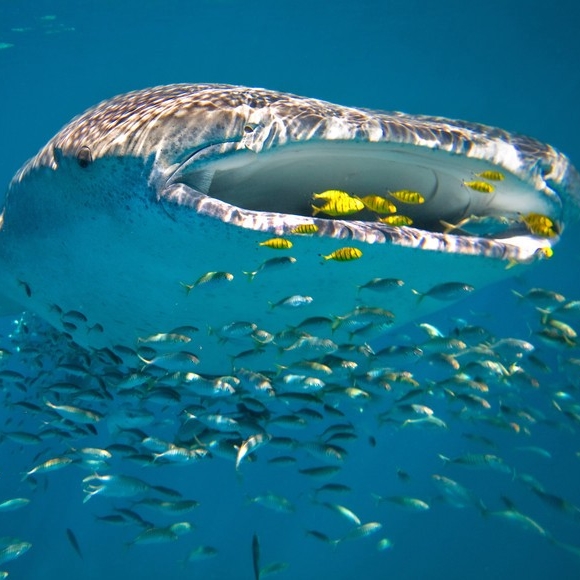 Ein Walhai in den Gewässern von Ningaloo Reef © Luxury Lodges of Australia