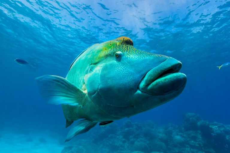 Maori Wrasse, Great Barrier Reef, Queensland © Andrew Watson