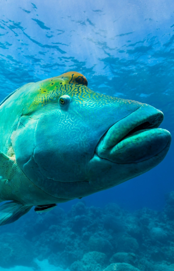 Maori Wrasse, Great Barrier Reef, Queensland © Andrew Watson