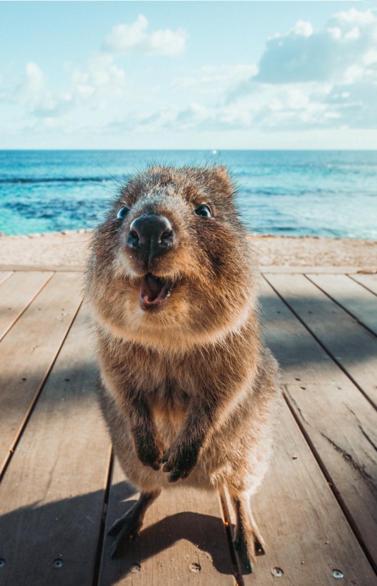 Ein Quokka lächelt in die Kamera auf Rottnest Island, Westaustralien © Tourism Western Australia