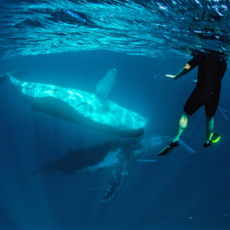 Schwimmer mit Buckelwalen im Ningaloo Marine Park © Exmouth Dive and Whalesharks Ningaloo