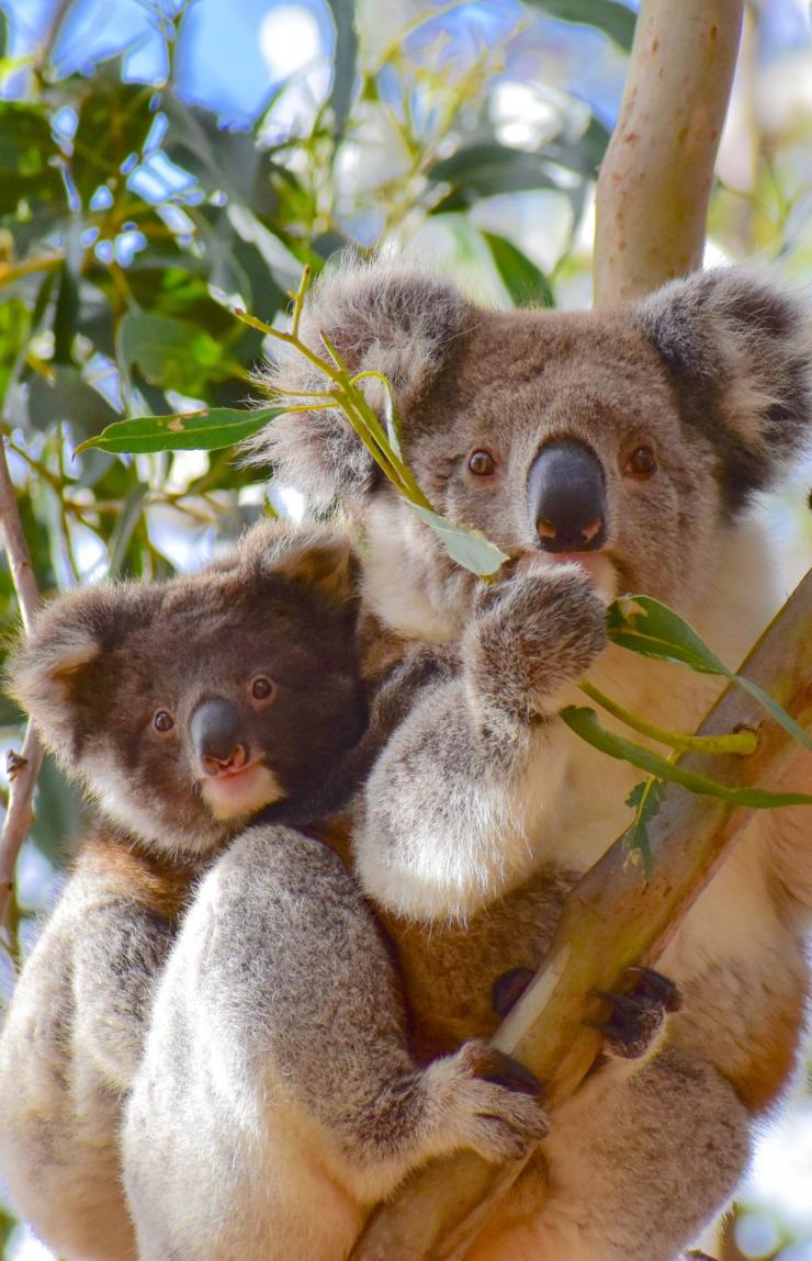 Ein Koala und sein Junges hängen in einem Baum auf Kangaroo Island, Südaustralien © Exceptional Kangaroo Island