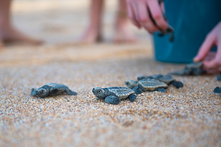 Babyschildkröten, die am Strand des Mon Repos Conservation Park freigelassen werden © Lauren Bath