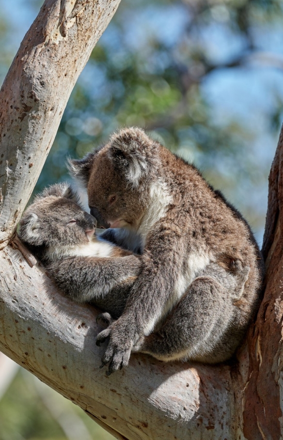 Koalas kuscheln in einem Baum am Mount Lofty in Südaustralien © George Papanicolaou