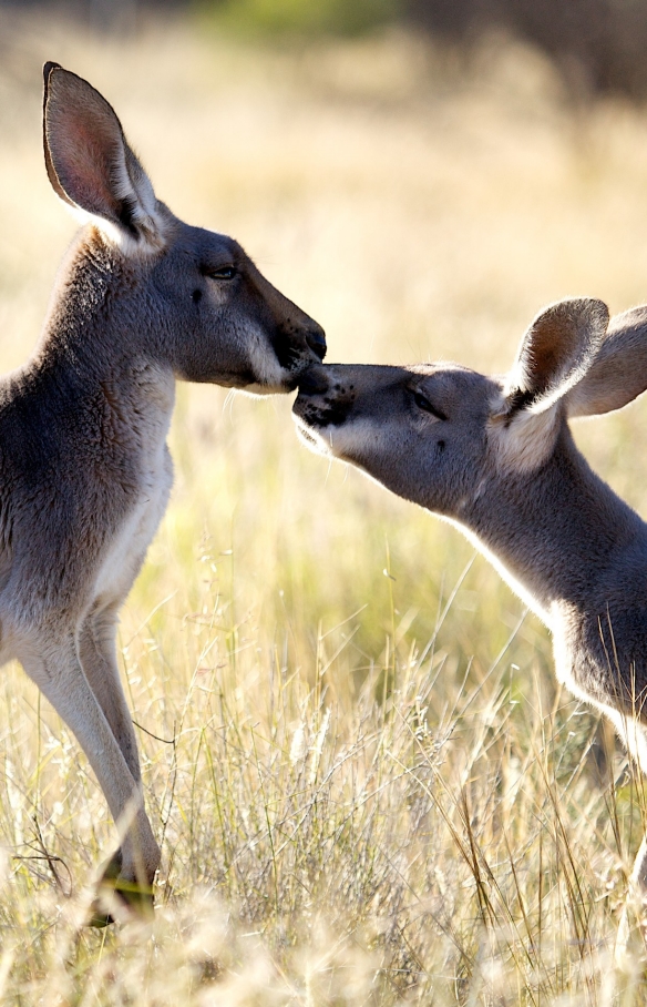 Das Kangaroo Sanctuary, Alice Springs, Northern Territory © The Kangaroo Sanctuary