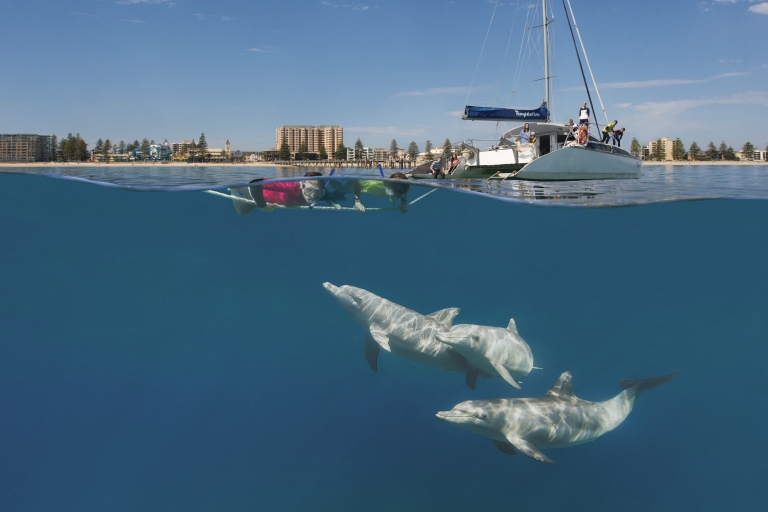 Schnorchler beobachten Delfine bei einer Bootstour mit Temptation Sailing bei Glenelg in Südaustralien © South Australian Tourism Commission