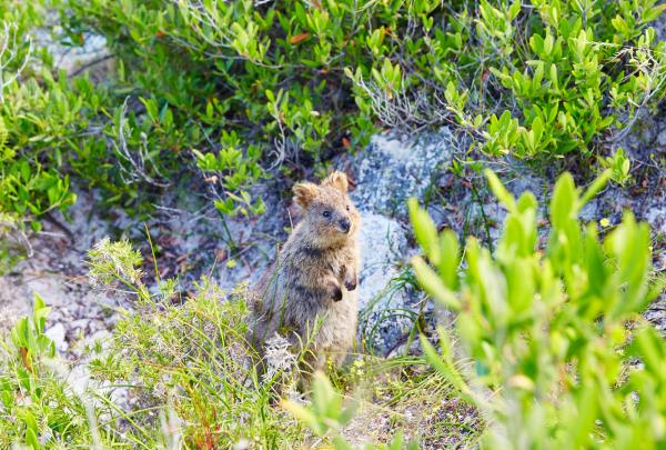 Quokka steckt seinen Kopf aus dem Grasgestrüpp von Rottnest Island in Westaustralien © Rottnest Island Authority