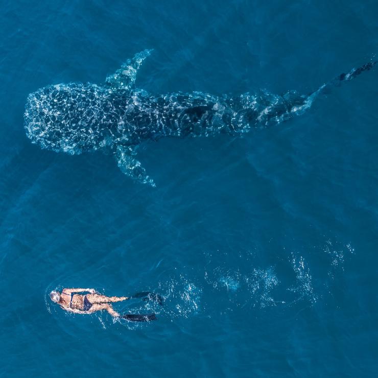 Ningaloo Marine Park, Ningaloo Reef, Westaustralien © Tourism Western Australia 