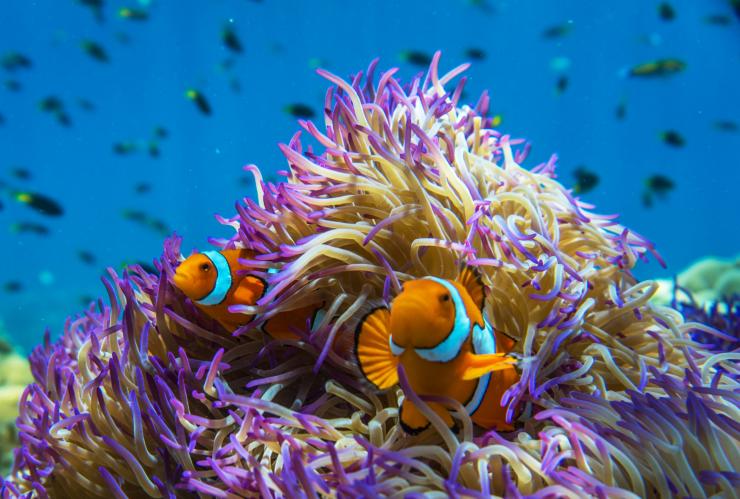 Anemone mit Clownfish, Frankland Islands, Queensland © Phil Warring