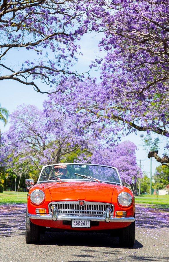 Roter Oldtimer, der eine Straße mit blühenden Jacarandas entlangfährt © Destination NSW