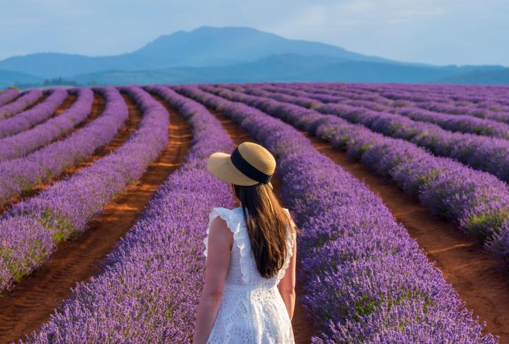 Junge Frau beim Betrachten der Lavendelreihen auf Bridestowe Lavender Estate © Luke Tscharke