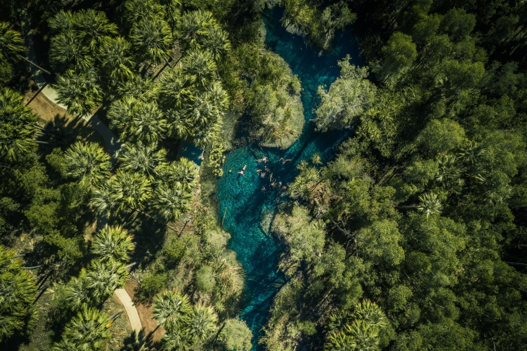 Luftaufnahme einer Gruppe von Personen, die im glitzernden blauen Wasser von Bitter Springs neben einem Baldachin aus Palmen schwimmen, Mataranka, Northern Territory © Tourism NT/Jason Charles Hill