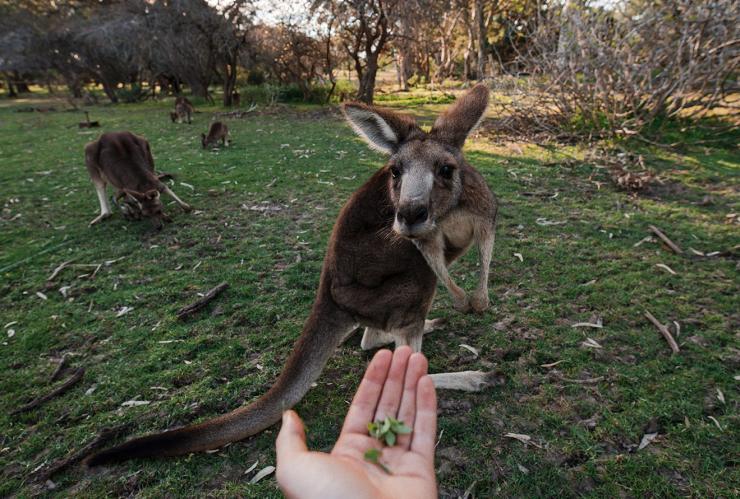 Urimbirra Wildlife Park, Victor Harbour, SA © Tourism Australia