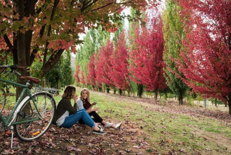 Nightingales Apple Orchards, Bright, High Country, VIC © Visit Victoria