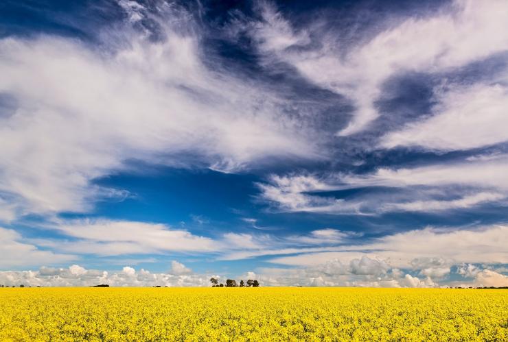 Canola fields, RM Williams Way, Clare Valley, SA © John Montesi