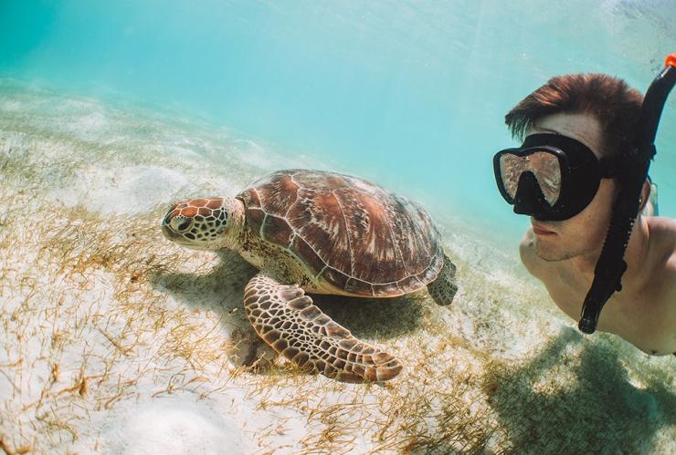 Snorkelling, Lizard Island, QLD © Tourism Australia Snorkelling, Lizard Island, QLD © Tourism Australia