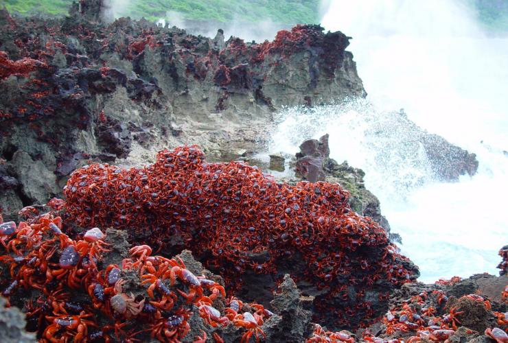 Crabs at blowholes, Christmas Island, External Territories © CITA Crabs at blowholes, Christmas Island, External Territories © CITA
