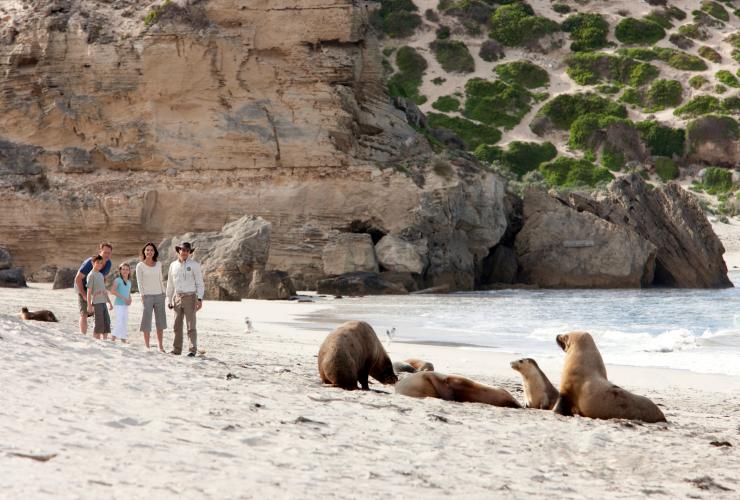 Seal Bay, Kangaroo Island, SA © Tourism Australia Seal Bay, Kangaroo Island, SA © Tourism Australia