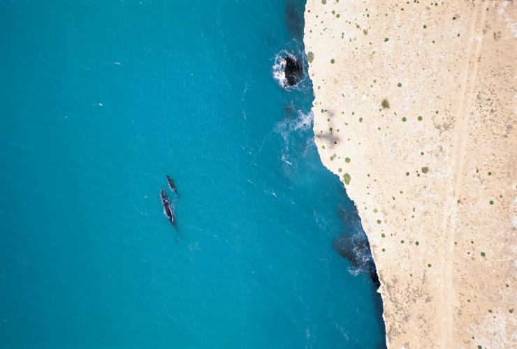 Southern right whales, Head of Bight, Nullarbor Plains, SA © South Australian Tourism Commission, Adam Bruzzone Southern right whales, Head of Bight, Nullarbor Plains, SA © South Australian Tourism Commission, Adam Bruzzone