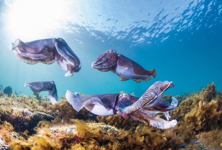 Swim with the cuttlefish, Stony Point, SA © Carl Charter Swim with the cuttlefish, Stony Point, SA © Carl Charter