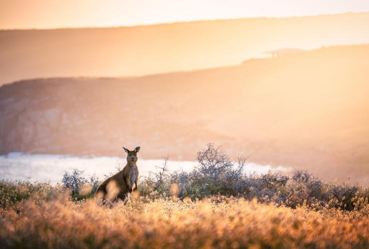 Cape Willoughby, Kangaroo Island, SA © South Australian Tourism Commission