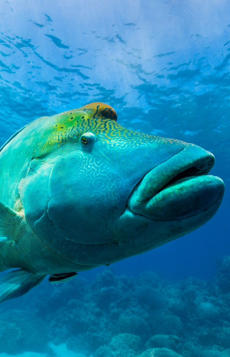 Maori Wrasse, Great Barrier Reef, QLD © Andrew Watson