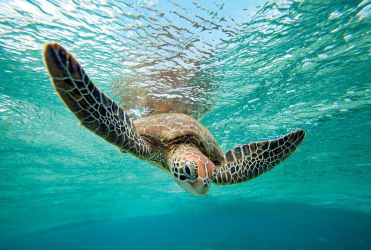 Green sea turtle, Lady Elliot Island, Great Barrier Reef, QLD © Tourism & Events Queensland Green sea turtle, Lady Elliot Island, Great Barrier Reef, QLD © Tourism & Events Queensland