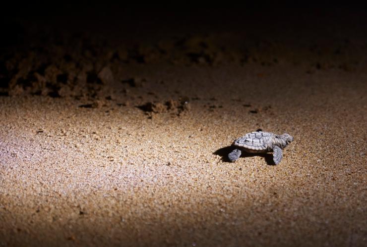 Turtles, Mon Repos Conservation Park, Mon Repos, QLD © Tourism Australia Turtles, Mon Repos Conservation Park, Mon Repos, QLD © Tourism Australia