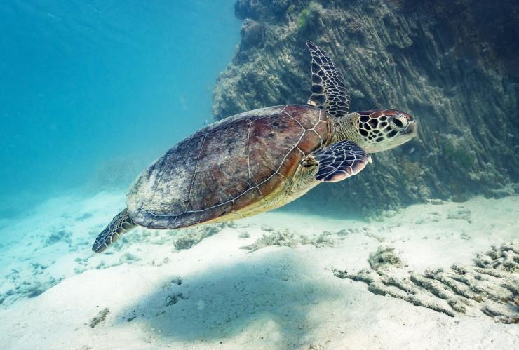 Turtle, Heron Island, QLD © James Vodicka