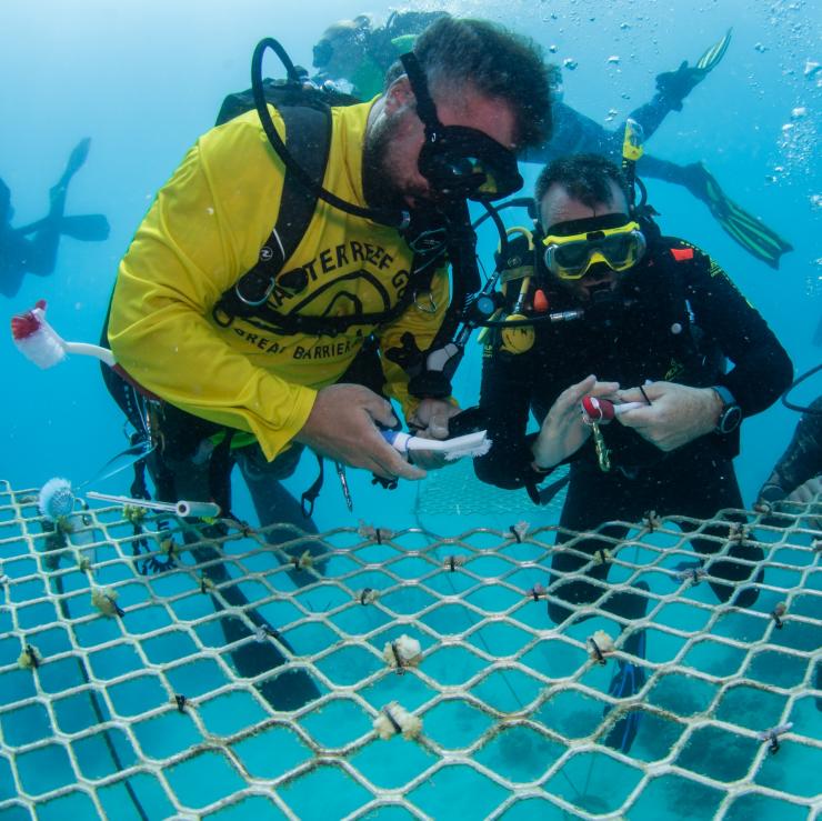 Passions of Paradise Environmental Sustainability Coordinator Russell Hosp preparing coral fragments for the Hastings Reef Nursery